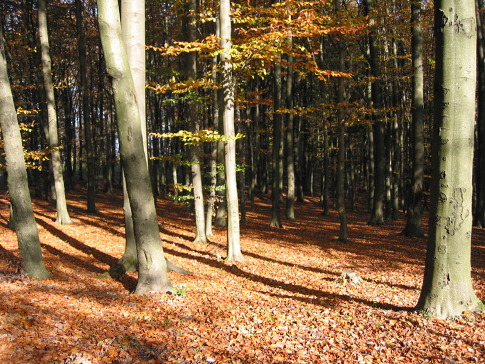 herbst